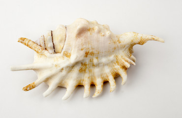 seashell isolated on white