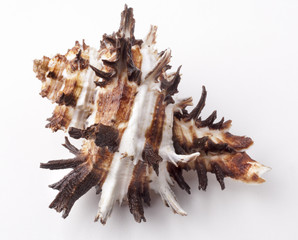 Obraz na płótnie Canvas seashell isolated on white