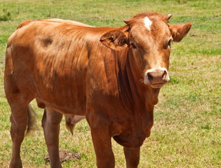 Naklejka na ściany i meble australian beef cattle, young hereford angus cross bred cow