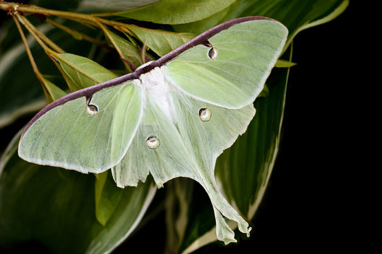 Moon Moth