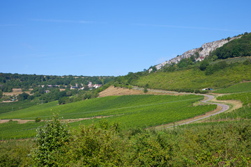 Obraz premium paysage vioticole