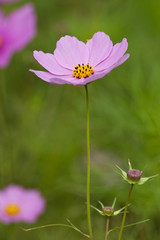 コスモスの花