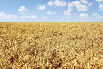 Naklejka premium Wheat field