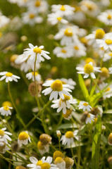 Chamomile