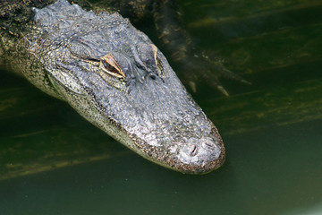 Alligator