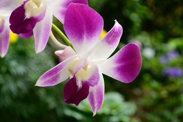 Purple Orchid in the Garden