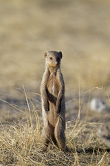 Banded mongoose standing upright; Mungos mungo; South Africa.