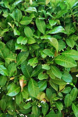 Fototapeta na wymiar foglie