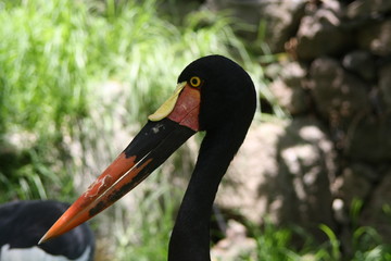 Sattelstorch