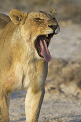 Close-up portrait of a yawning lioness; Panthera leo