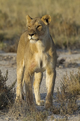 Close-up of big female lion; Panthera leo; South Africa