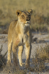 Close-up of big female lion; Panthera leo; South Africa