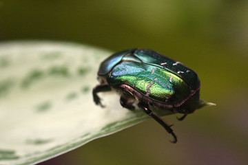 Flower chafer on a leaf