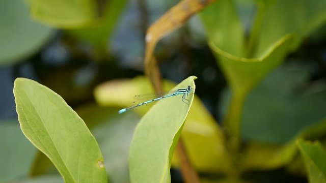 Libelle