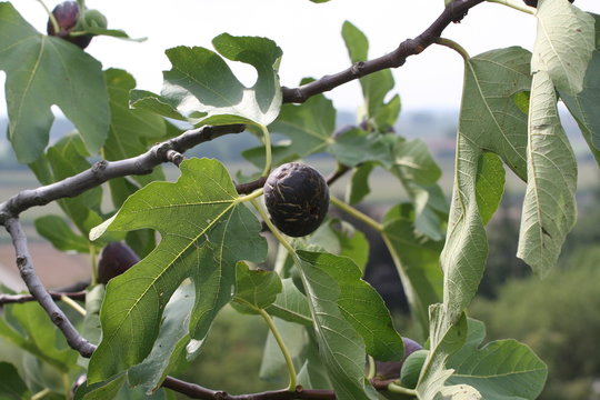 Frutti in giardino