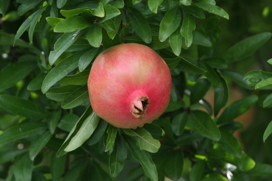 Frutti in giardino
