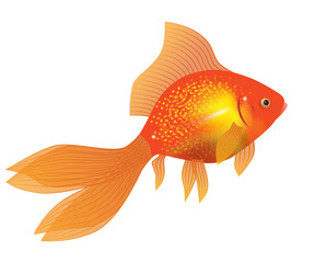 gold fish