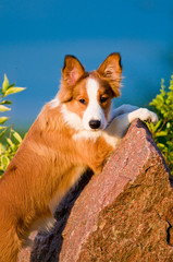 Portrait of young border collie puppy in sunset