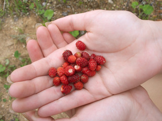 Many tasty fresh strawberries in female hands closeup