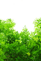 Green leaves on white background