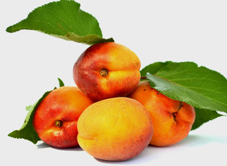 juicy apricots