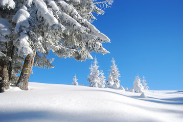 snowy mountain forest