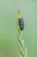 Larva of ladybird