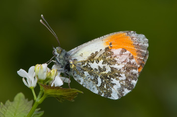 orange tip butterfly  with green background