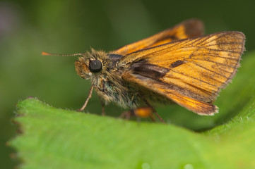 skipper  butterfly on nettles