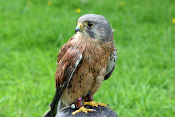 Bird of Prey