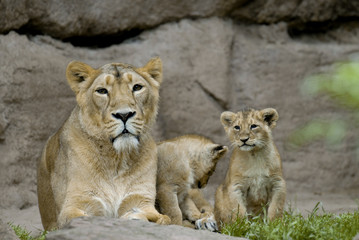 Fototapeta na wymiar Lew (Panthera leo) z młodymi