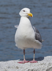 Posing Seagull