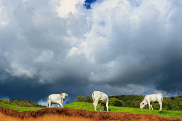 Obraz premium Cow on hill