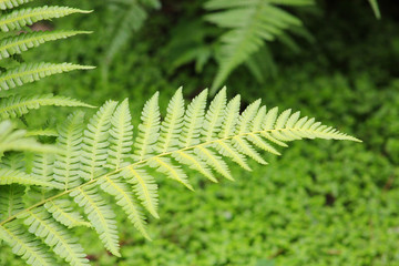 fern plants in the wooden ground