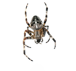 Cross spider
