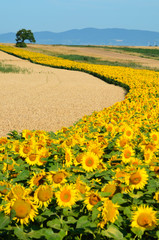 Sonnenblumen