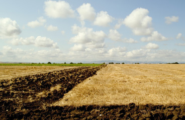 campagna di puglia dopo la mietitura del grano