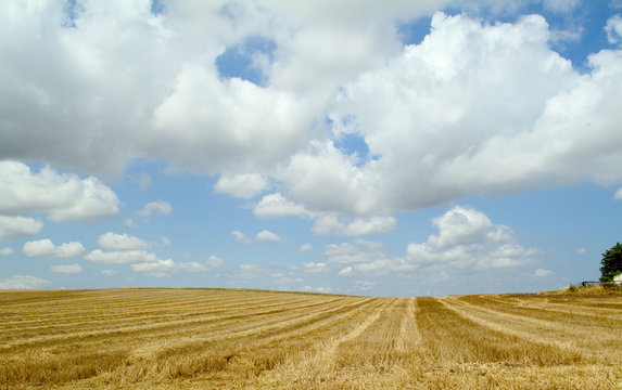 capagna di puglia  dopo la mietitura del grano,