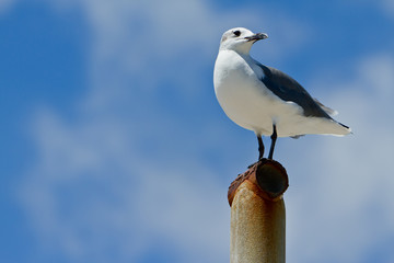 Obraz premium Lone Gull
