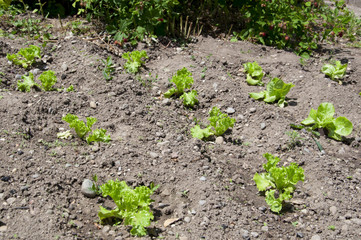kopfsalat setzling