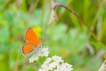 Orange butterfly sucks nectar from white flowers