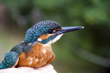 Common kingfisher (Alcedo atthis) in hand