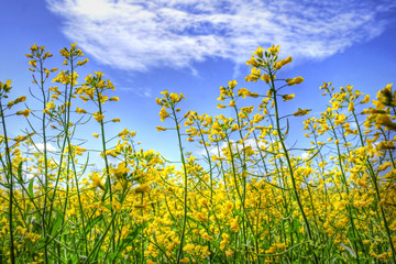 Golden canola and sky