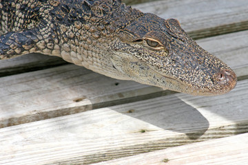 Alligator