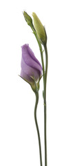 Eustoma