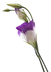 Eustoma