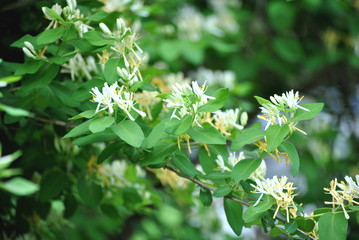 Yellow and White Honey Suckle Plant