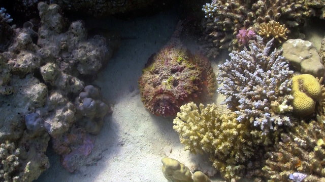 Stone fish on coral reef, Red sea