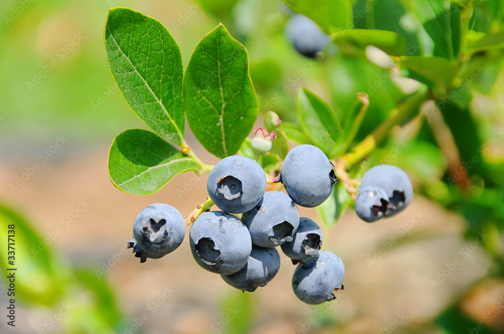 Poster heidelbeere am strauch 01- blueberry on shrub 01