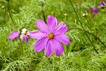 Cosmos bipinnatus